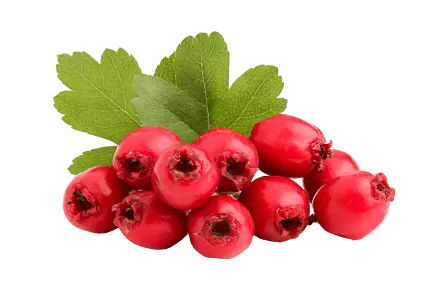 Hawthorn Berry